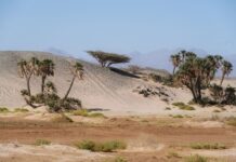 Region Tabuk i północne granice: dzikie krajobrazy, projekty Neom i mało znane miasta na styku Jordanii i Arabii Saudyjskiej Pustynny krajobraz Tabuku z palmami i górami w tle